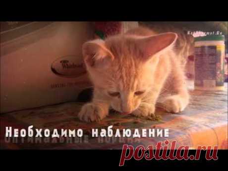 Чем кормить месячного котенка