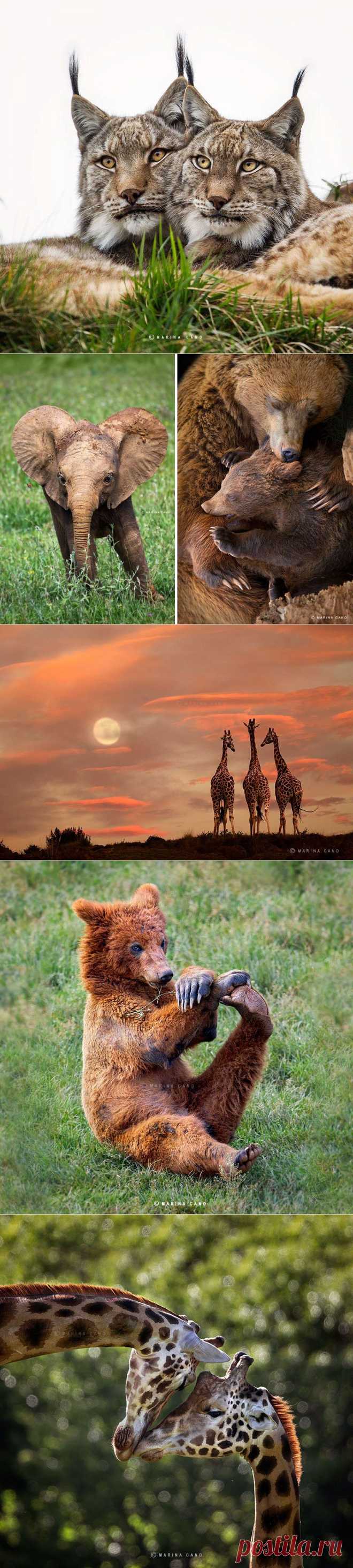 Удивительные животные на фотографиях Марины Кано