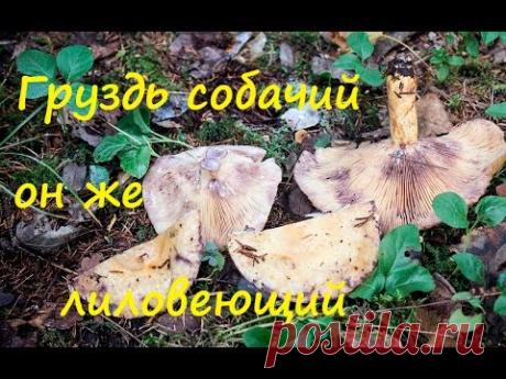 Груздь собачий или лиловеющий.