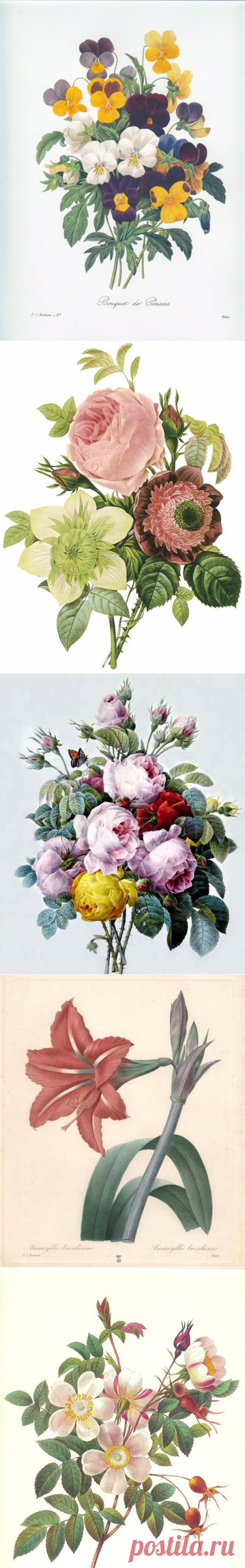 Художник Пьер Жозеф Редуте /Pierre-Joseph Redoute (1759-1840)