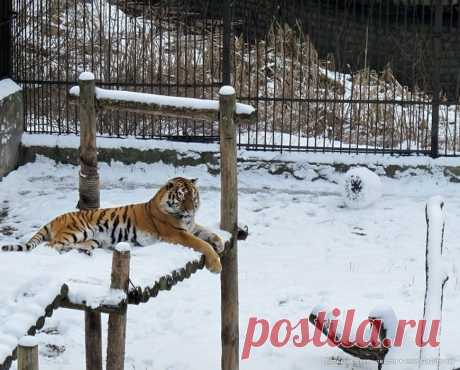 В Калининградском зоопарке тигрицу застали за лепкой снеговика. По словам зоологов, животное научилось этому еще три года назад, ведь чем еще заниматься в &quot;четырех стенах&quot; за решеткой... Поверить, что хищник может скатать снежный ком можно, только взглянув на калининградскую тигрицу по кличке Таня. Как только огромная кошка чувствует, что снег становится достаточно липким, она загребает его под себя и начинает катать из одного угла вольера в другой.