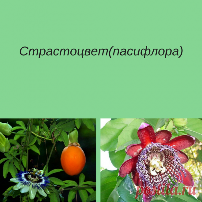 Пассифлора (страстоцвет, кавалерская звезда) - растение с вьющимися гладкими стеблями, достигает 10 метров, листьями зеленого цвета вверху и серого снизу, цветы светло-фиолетового, белого или красного оттенка. Плоды достигают размеров с куриное яйцо. Цветение продолжается на протяжении всех летних месяцев и заканчивается осенью.