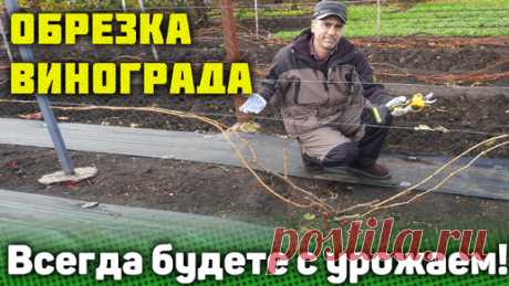 При такой обрезке кустов винограда вы всегда будете с урожаем! | Давид Алверцян | Дзен