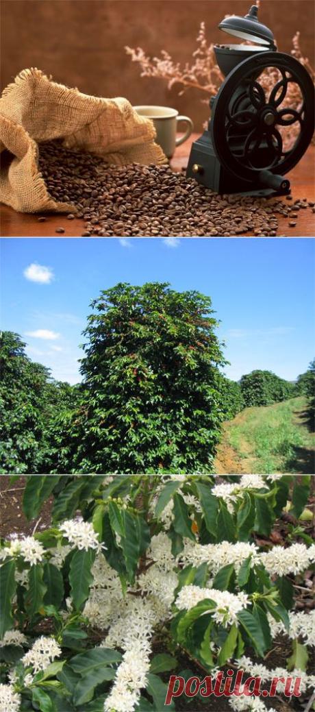 Все о кофе и то, что с ним связано