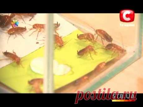 Домашние средства от тараканов и муравьев – Все буде добре