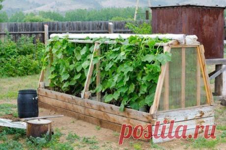 Парник на даче своими руками