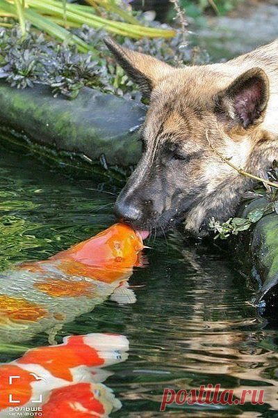 А ну, отдай мой язык.