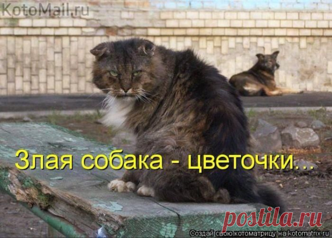 юмор | KotoMail.ru