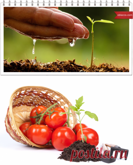 Посадка семян в кипяток, идеи для дачи | oblacco