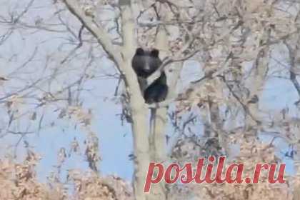 Медведь устроил слежку за рабочими в российском регионе и попал на видео