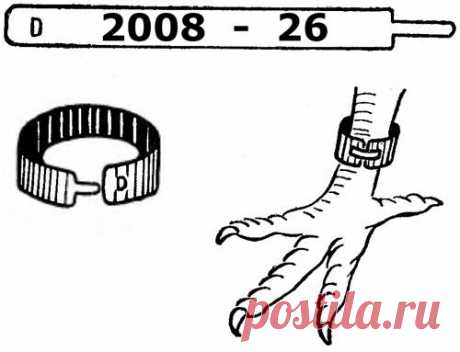 Самоделки: Самоделки голубевода
