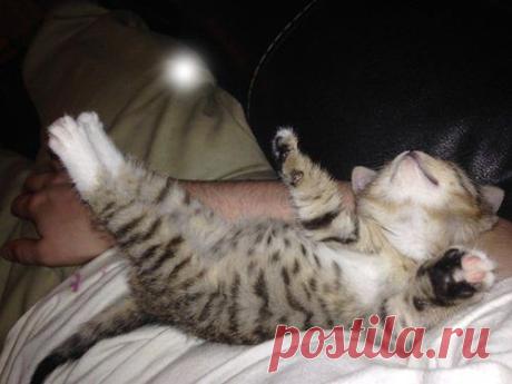 Спящие котята / Питомцы