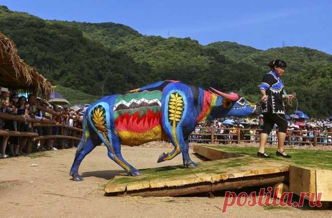 Боди-арт на буйволах в Китае - Путешествуем вместе