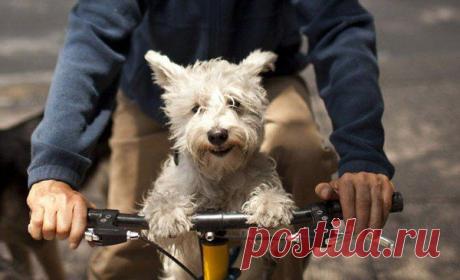 Если Вы можете: