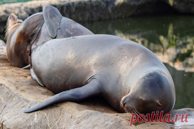 К чему снятся морские котики и тюлени | Сонник-снов