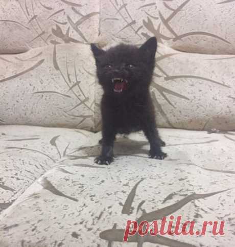В этих фотографиях вся суть котов / Питомцы