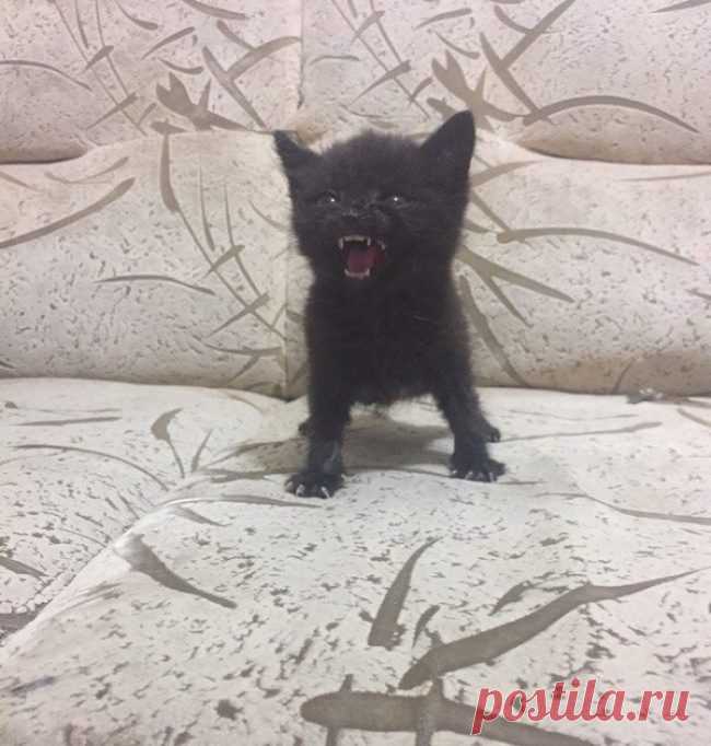 В этих фотографиях вся суть котов / Питомцы