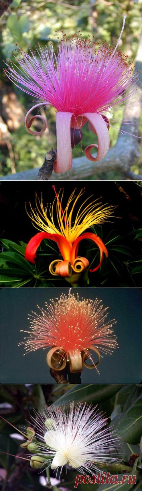 А вот так цветет дерево Баобаб.