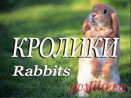 Кролики — Rabbits - YouTube