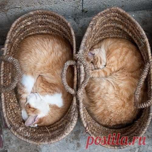 Есть два убежища от жизненных невзгод: это музыка и кошки.

Альберт Швейцер

#relaxцитаты #relaxfm #relaxphoto