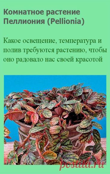 Комнатное растение Пеллиония (Pellionia). Пеллиония - растение более редкое и требовательное, чем обычная традесканция. В то же время она и более необычна. Основной секрет успеха выращивания этих растений - повышенная влажность. Пеллиония будет хорошо себя чувствовать в аквариуме-бутылке с другими влаголюбивыми растениями.