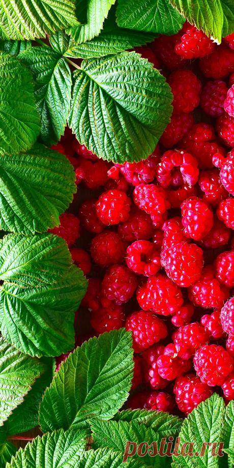 «Малина» — карточка от пользователя Скорпия в Яндекс.Коллекциях