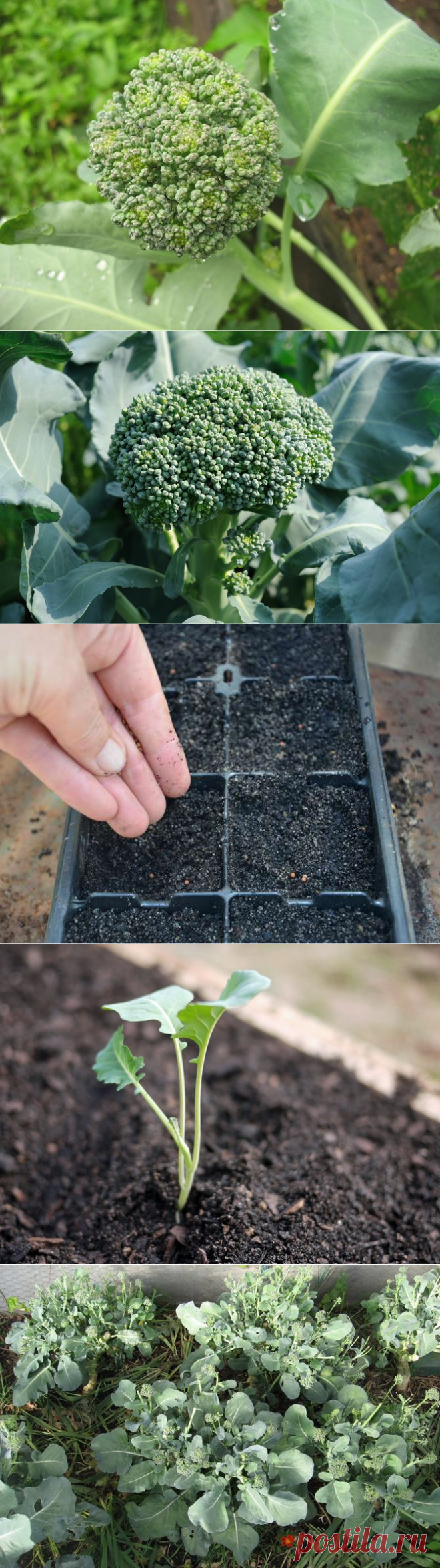 Выращивание брокколи: правила и агротехника