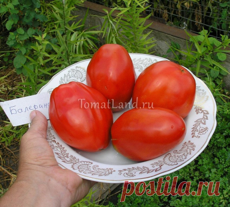Балерина томат отзывы и фото Огород без хлопот - информационный сайт для дачников, садоводов и огородников.