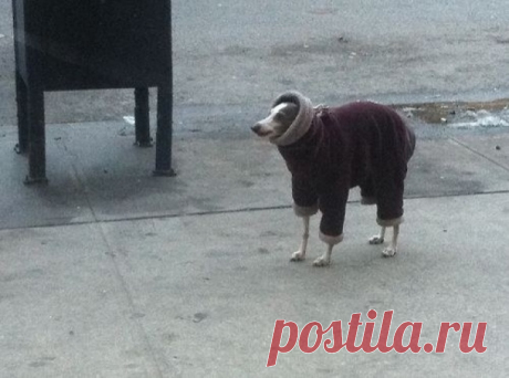 As 100 fotos de cachorros mais adoráveis de todos os tempos