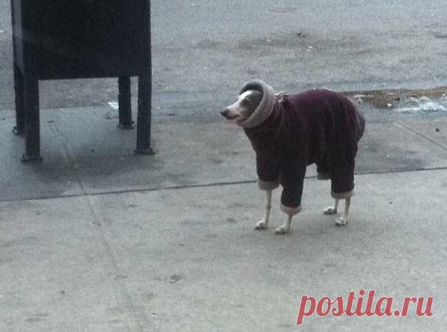 As 100 fotos de cachorros mais adoráveis de todos os tempos