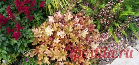 ГЕЙХЕРА В ВАШЕМ САДУ | Самоцветик