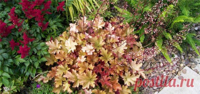 ГЕЙХЕРА В ВАШЕМ САДУ | Самоцветик