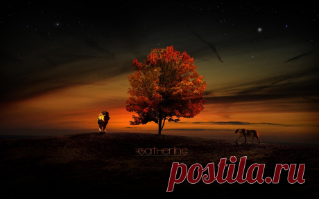 Львы у дерева жизни обои для рабочего стола, картинки, фото, 1680x1050.