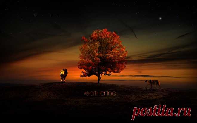 Львы у дерева жизни обои для рабочего стола, картинки, фото, 1680x1050.