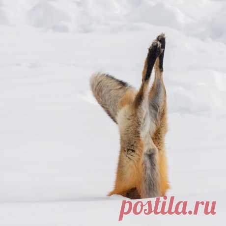 Углубленное изучение

Комментарии: pikabu.ru/story/_6593101