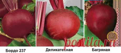 Как сажать свеклу: подробное руководство