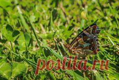 Audio tape Cassette Radio.XSTAR.ru