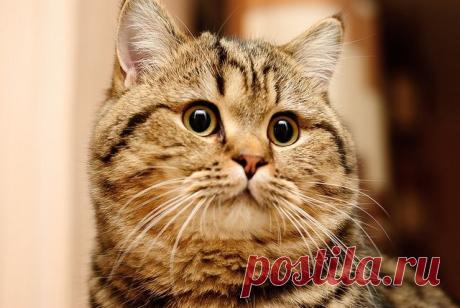Талантливые фотографии милейших котиков