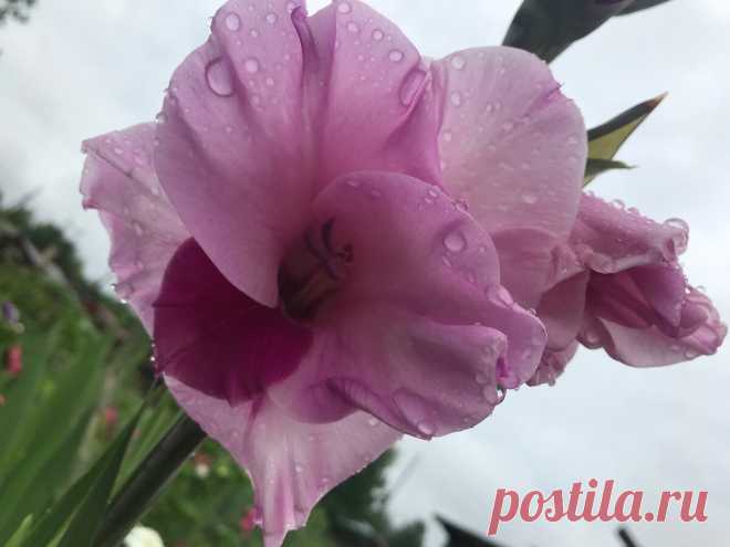 Гладиолусы мельчают и растут кривыми? 🌼 Рассказываю, что делать, чтобы цветы были крупными и красивыми | Зелёные истории | Яндекс Дзен