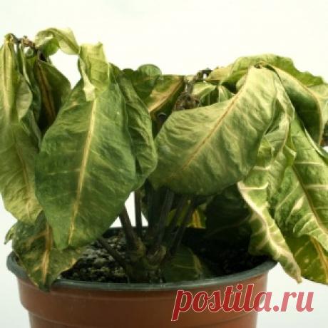 Почему не растут комнатные растения?