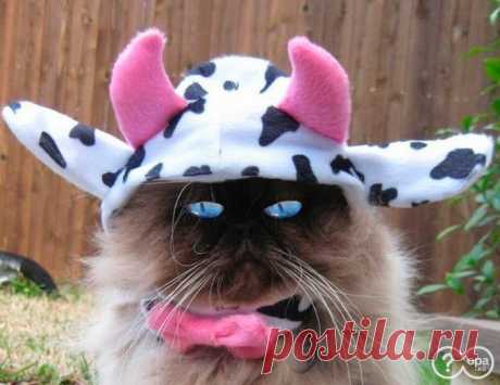 Гламурная бурёнка.