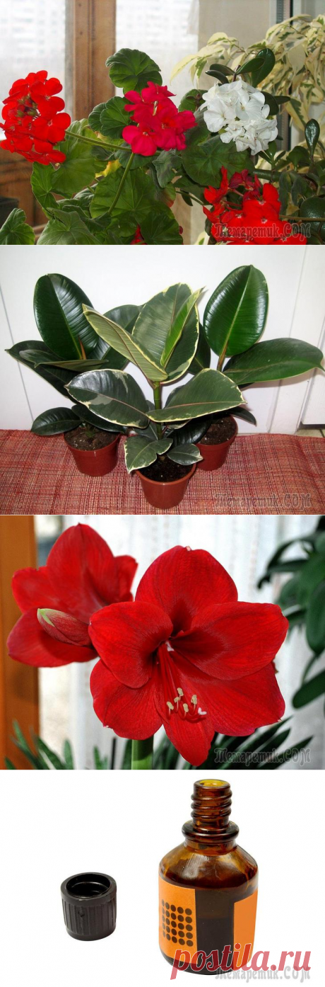 Йод для комнатных растений заметно оздоравливает цветы как подкормка