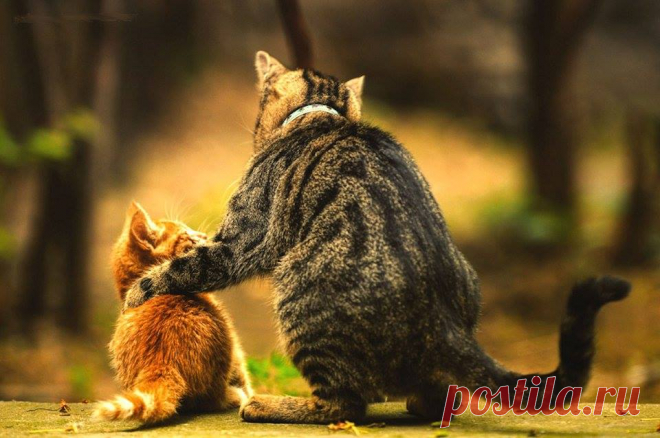 - Как часто рядом с вами находится тот, кто может подсказать, что же вы делаете не так? 
- Как часто у вас есть советник, эксперт, который может направить вас в нужном направлении?
- Кто учит вас побеждать ежедневно, постоянно?
- Кто делится с вами секретами о том, как становиться номером один?
- Есть ли у вас истинный ДРУГ?