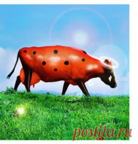 Цветы для начинающих | Самоцветик