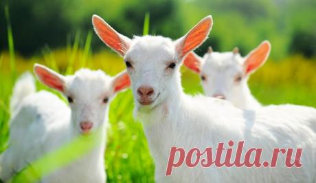 Козье молоко для грудничка. Плюсы и минусы | Семья и ребенок