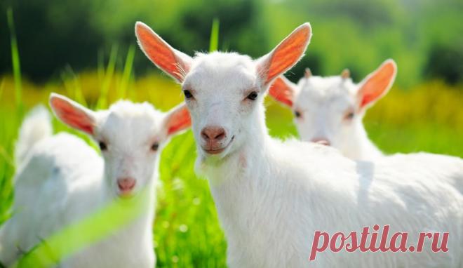 Козье молоко для грудничка. Плюсы и минусы | Семья и ребенок