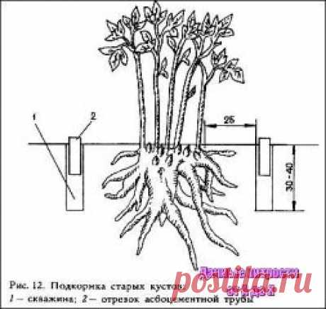 4 этапа внесения удобрения для пионов