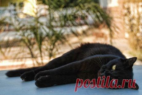 28 причин любить черных котов