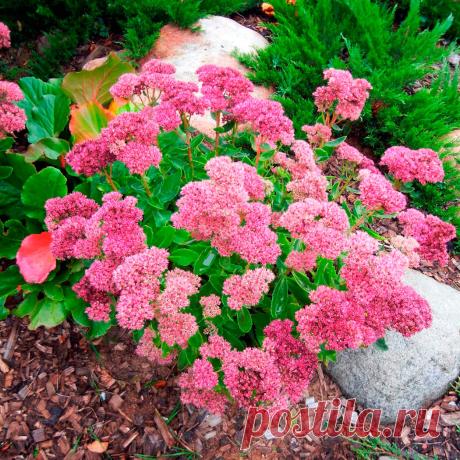 Многолетний садовый цветок Очиток (Sedum). Семейство: толстянковые (Crassulaceae)

Многолетнее травянистое растение, со стелющимися и укореняющимися стеблями. Листья сочные, утолщенные, разной формы и окраски; Цветки звездчатые - желтые, белые, розовые, бежевые или красные, собраны в щитковидные соцветия. Цветет с июня по сентябрь.

Основные виды
В культуре более 150 видов, для открытого грунта наиболее пригодны: о.едкий (S.acre) - высотой 10-15 см, со стелющимися побегами.