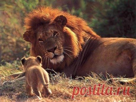 дикие кошки: 99 тыс изображений найдено в Яндекс.Картинках